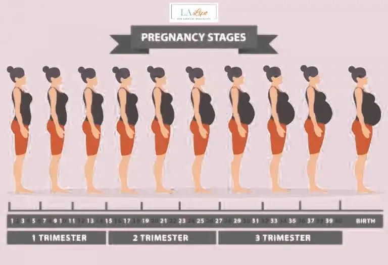 First Trimester (Weeks 1–12): Early Changes You Might Not Notice Winchmore Hill